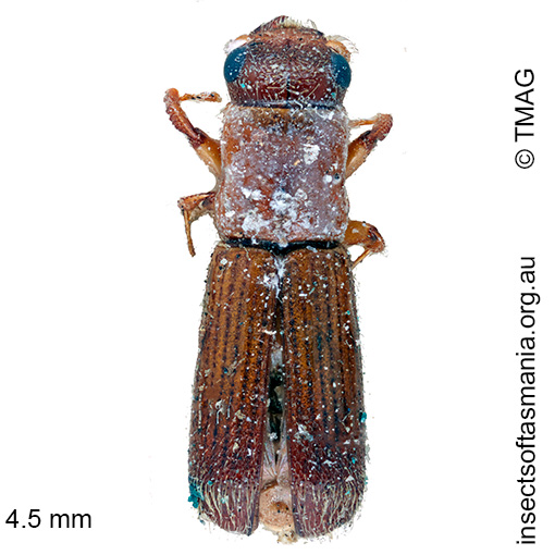 Platypus-omnivorus Platypus omnivorus