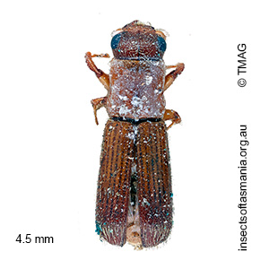 Platypus omnivorus
