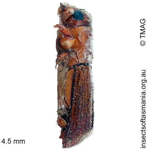 Platypus-omnivorus_a Platypus omnivorus