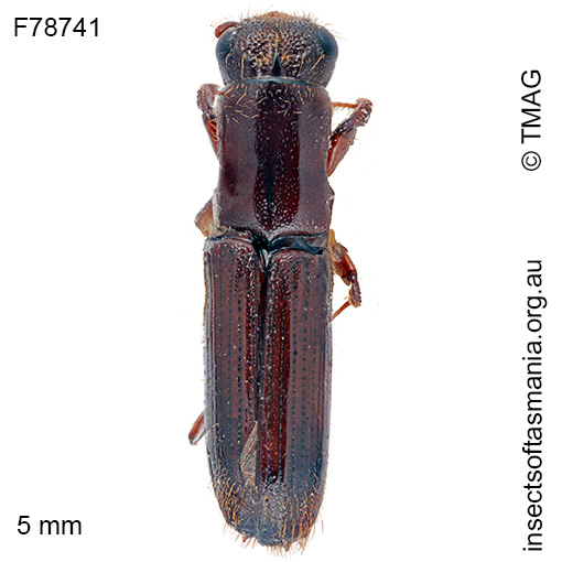 Platypus tuberculosus
