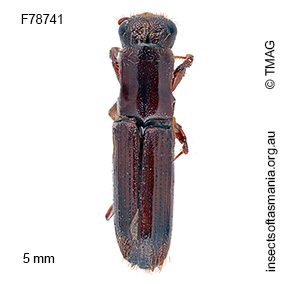 Platypus tuberculosus