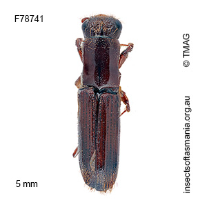 Platypus tuberculosus