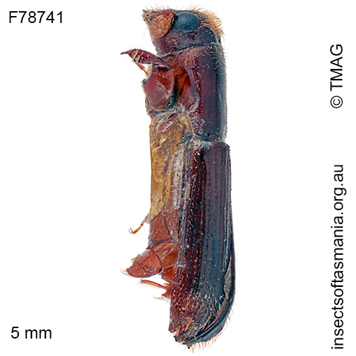 Platypus tuberculosus