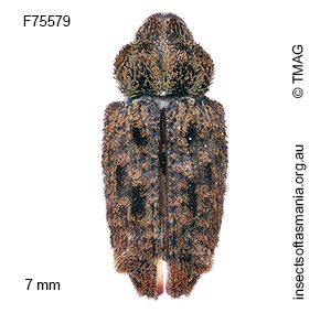 Pseudometyrus antares