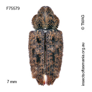 Pseudometyrus antares