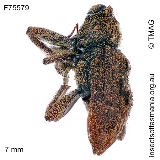 Pseudometyrus-antares_a Pseudometyrus antares