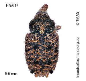 Pseudometyrus vicarius