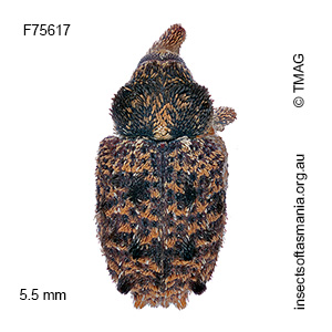 Pseudometyrus vicarius