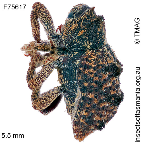 Pseudometyrus-vicarius_a Pseudometyrus vicarius