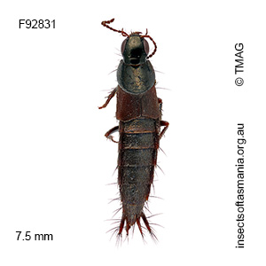 Quedius leai