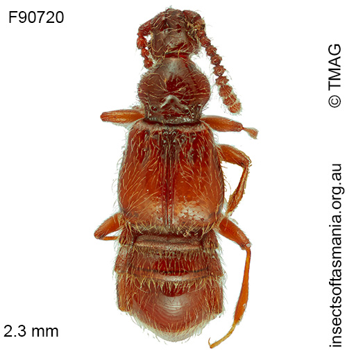 Sagola rugicornis