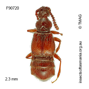 Sagola rugicornis