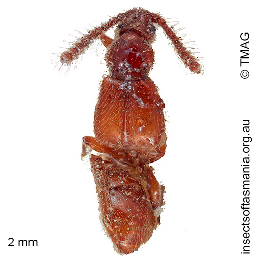 Sagola tasmaniae
