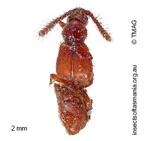 Sagola tasmaniae