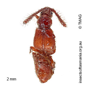 Sagola tasmaniae
