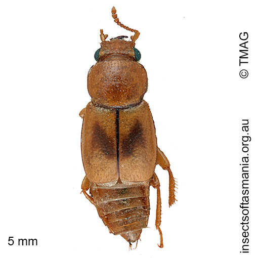 Sartallus signatus