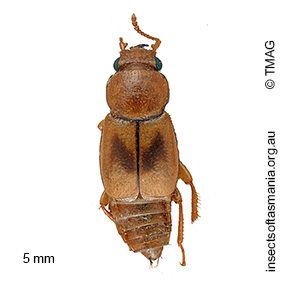 Sartallus signatus