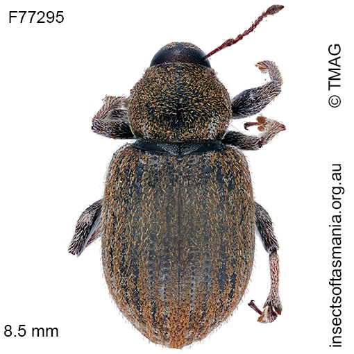 Scotasmus costirostris