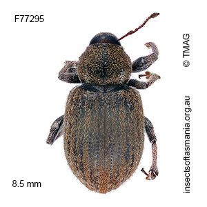 Scotasmus costirostris
