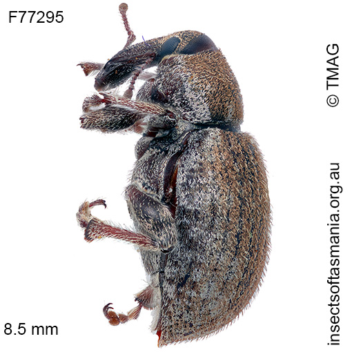 Scotasmus costirostris