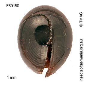Sphaerothorax pubiventris