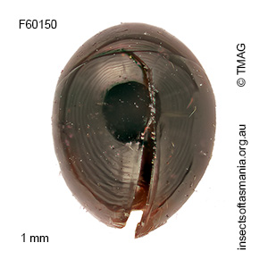 Sphaerothorax pubiventris