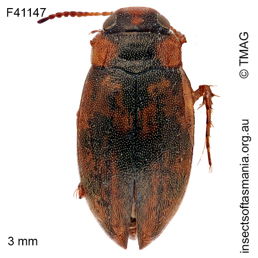 Sternopriscus tasmanicus