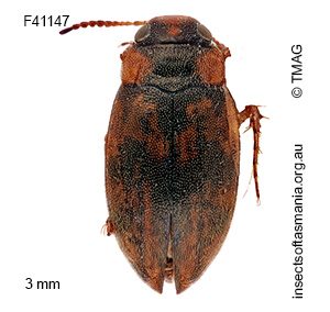 Sternopriscus tasmanicus