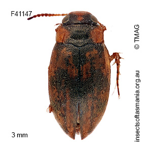 Sternopriscus tasmanicus