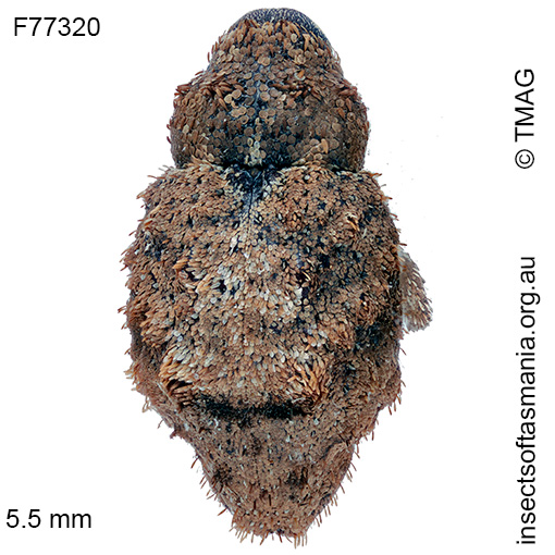 Tapinocis scutellaris