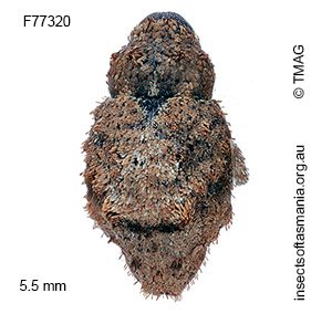 Tapinocis scutellaris