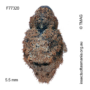 Tapinocis scutellaris