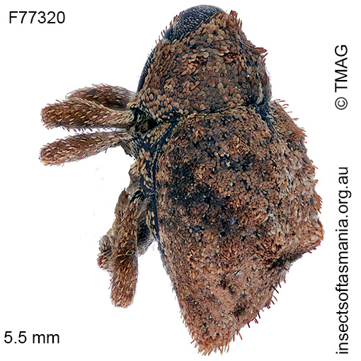 Tapinocis scutellaris