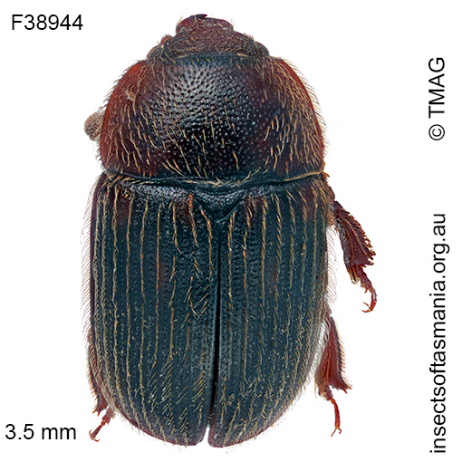 Thalycrodes australis