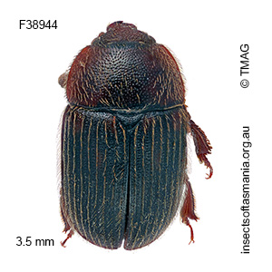 Thalycrodes australis