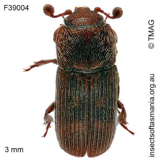 Thalycrodes cylindricum