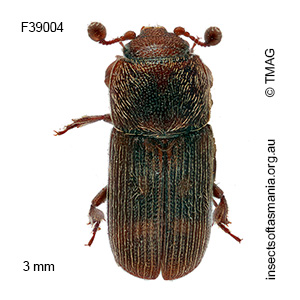 Thalycrodes cylindricum