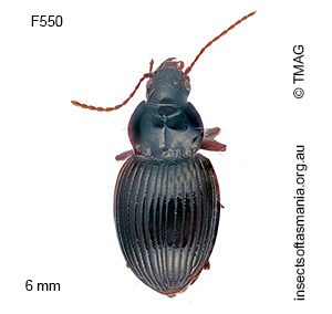 Theprisa australis