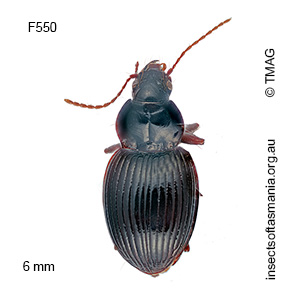 Theprisa australis