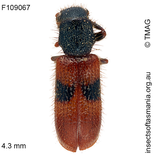 Thriocerodes-bipartitus Thriocerodes bipartitus