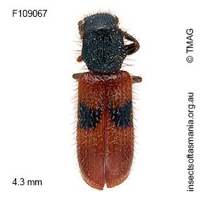Thriocerodes bipartitus