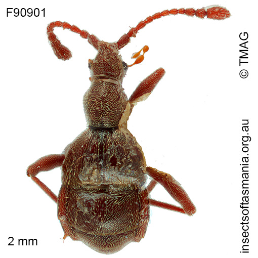 Tyrogetus occidentalis