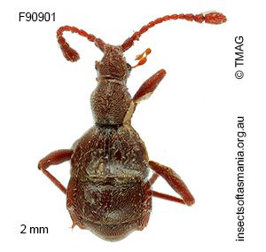 Tyrogetus occidentalis