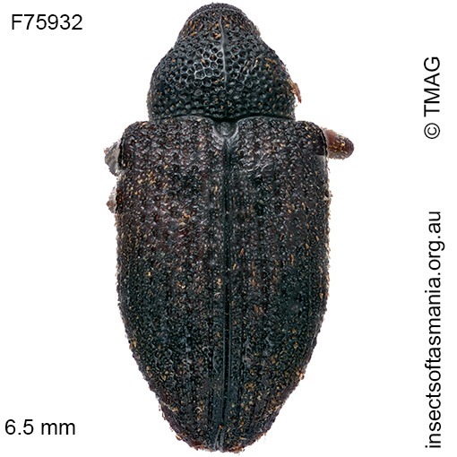 Tyrtaeosus cinerascens