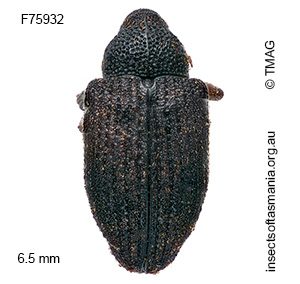 Tyrtaeosus cinerascens