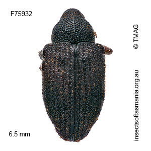 Tyrtaeosus cinerascens