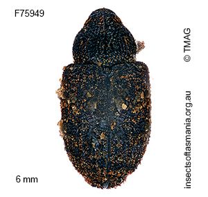 Tyrtaeosus pollux