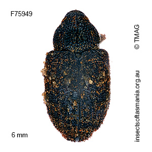 Tyrtaeosus pollux