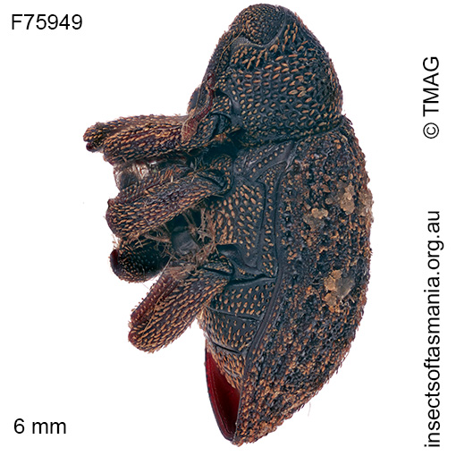 Tyrtaeosus-pollux_a Tyrtaeosus pollux