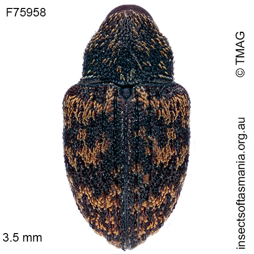 Tyrtaeosus urens